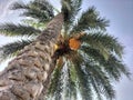 Dates, popularly known as Ã¢â¬ÅkhajoorÃ¢â¬Â in India, are the fruit of date palm trees